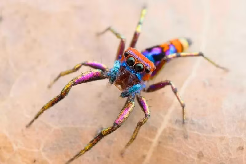 Nhện nhảy rực rỡ Chrysilla (Chrysilla Volupe Spider). Từng bị cho là tuyệt chủng 150 năm, được tái phát hiện năm 2018. chum-anh-50-su-that-thu-vi-ve-dong-vat-co-the-ban-chua-biet-018.jpg