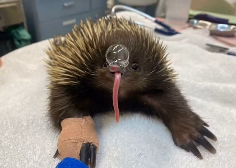 Thú mỏ vịt gai (Echidna). Thổi bong bóng mũi để làm mát và giữ ẩm cho mũi, thay vì thở hổn hển. chum-anh-50-su-that-thu-vi-ve-dong-vat-co-the-ban-chua-biet-022.jpg