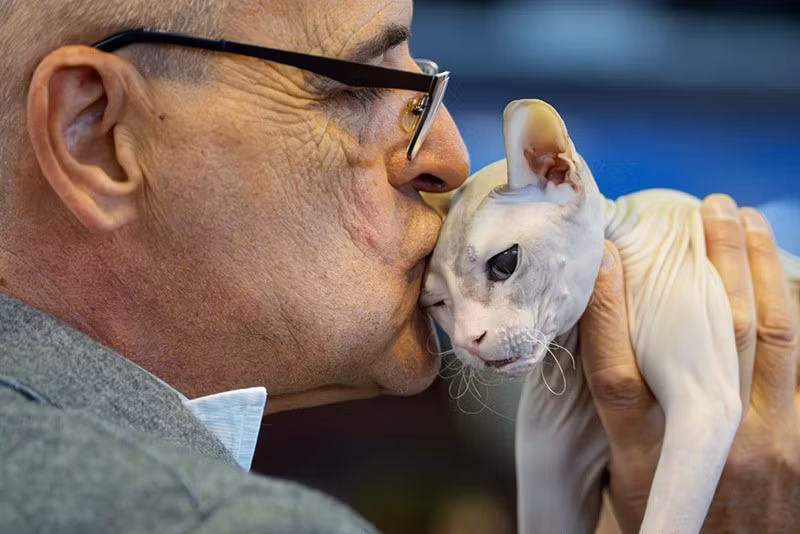 Nadezhda, chú mèo Don Sphynx, được giám khảo hôn trong lúc tham gia triển lãm FIFe World Show Romania 2025. chum-anh-fife-world-show-romania-2025-03.jpg
