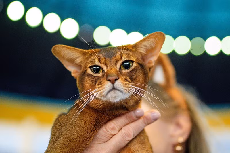 Một chú mèo Abyssinian chờ được giám khảo đánh giá trong triển lãm FIFe World Show Romania 2025 chum-anh-fife-world-show-romania-2025-07.jpg