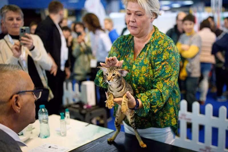 Một chú mèo Oriental Shorthair chờ được đánh giá bởi giám khảo trong triển lãm FIFe World Show Romania 2025 diễn ra tại Bucharest, Romania ngày 25/10. chum-anh-fife-world-show-romania-2025-01.jpg