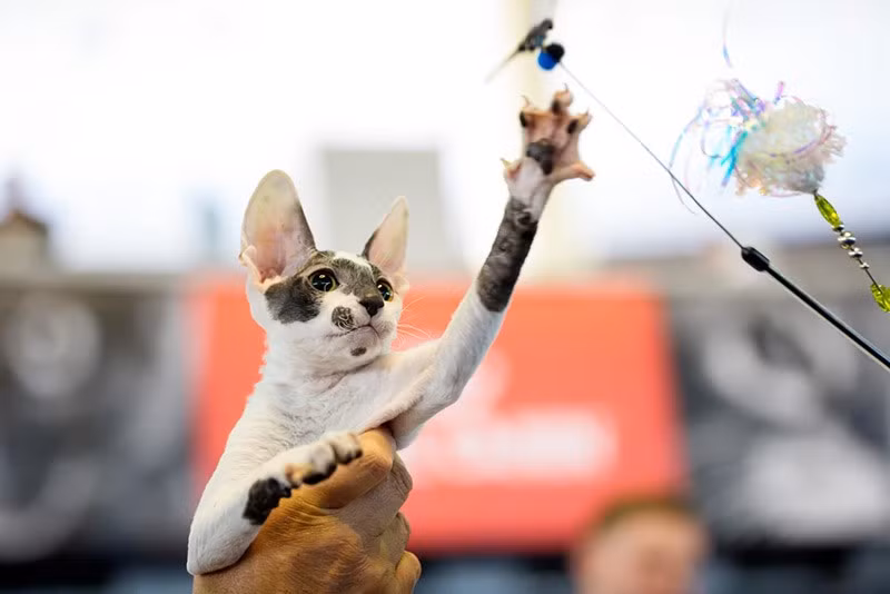Một chú mèo Cornish Rex vươn tay với món đồ chơi trong triển lãm FIFe World Show Romania 2025 chum-anh-fife-world-show-romania-2025-04.jpg