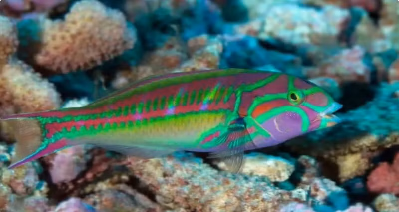 3. Cá mó (wrasse). Khi con đực đầu đàn biến mất, con cái lớn nhất trong đàn cá mó sẽ chuyển giới thành đực. Điều này giúp bảo đảm luôn có cá đực để duy trì sinh sản trong nhóm. kinh-ngac-7-loai-vat-gioi-tinh-linh-hoat-de-sinh-ton-va-phat-trien-3.jpg