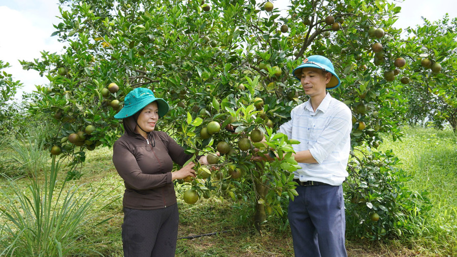 Cây cam K4 trở thành thương hiệu nổi tiếng, mang lại thu nhập cao cho người dân.