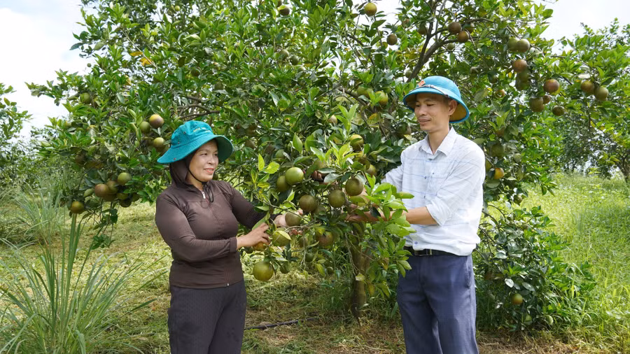 Cây cam K4 trở thành thương hiệu nổi tiếng, mang lại thu nhập cao cho người dân.