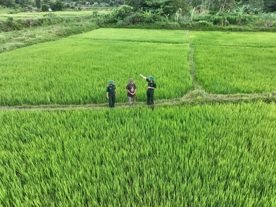 Những cánh đồng xanh tươi nhờ sự hỗ trợ của bộ đội biên phòng. 739716368788869922.jpg