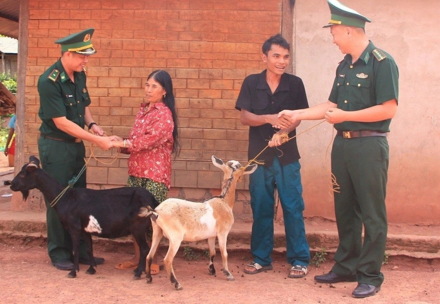 Những con dê giống lực lượng Biên phòng trao tặng các hộ dân.