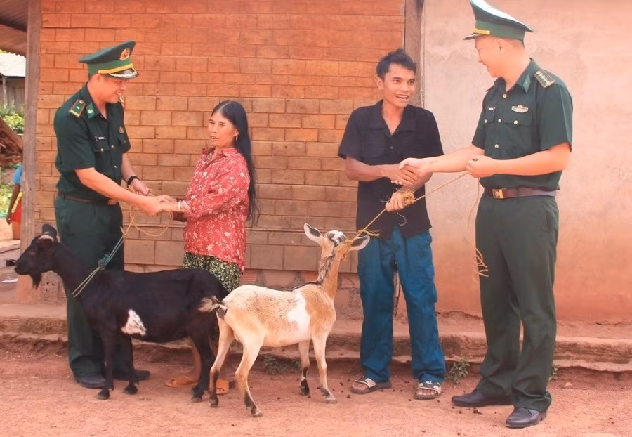 Những con dê giống lực lượng Biên phòng trao tặng các hộ dân.