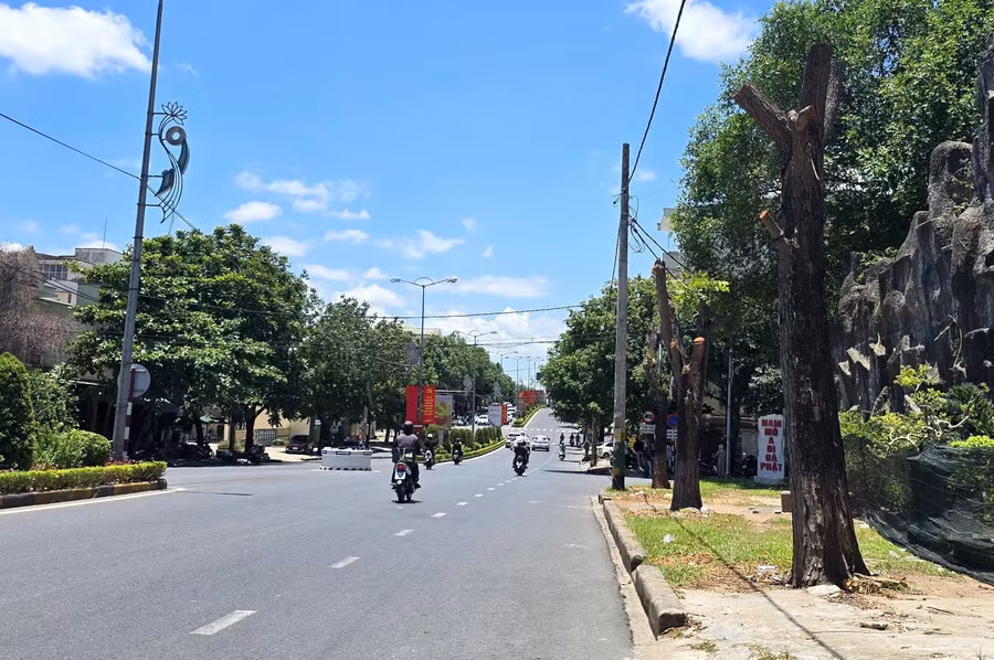 Cây xanh trên tuyến đường Hùng Vương, tỉnh Quảng Trị bị cắt hạ để thực hiện dự án cải tạo vỉa hè.