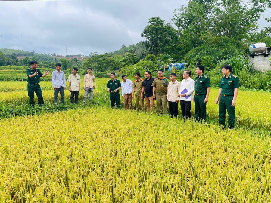 Những mùa vàng trên vùng biên giới Hướng Phùng. Ảnh: Văn Bằng