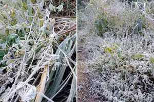 Băng giá phủ trắng cây cối ở bản Buộc Mú, xã Na Ngoi. (Ảnh: Hải Thượng)