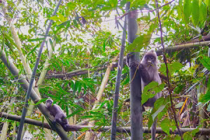 Ảnh voọc xám được chụp tại xã Thông Thụ, huyện Quế Phong. Ảnh: Khu bảo tồn thiên nhiên Pù Hoạt.