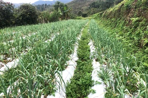 Ruộng tỏi Sanuki ở xã Na Ngoi, Nghệ An. (Ảnh: CSCC)