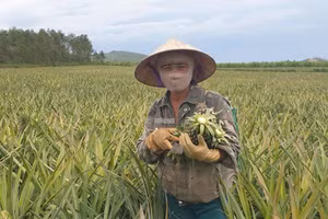 Người dân xã Quỳnh Thắng (Nghệ An) thu hoạch dứa.