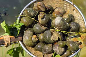 Nghề nuôi ốc bươu đen mang lại thu nhập cao. (Ảnh: Phạm Tâm)