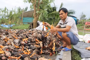 Anh Nguyễn Hữu Sỹ bên đàn gà bị chết do ngập nước.