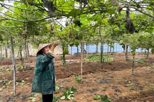 Vườn trồng su su ở xã Quỳnh Liên. (Ảnh: Phạm Tâm)