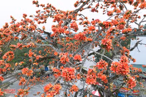 Cây hoa gạo cổ thụ ở Nghệ An. (Ảnh: Phạm Tâm)