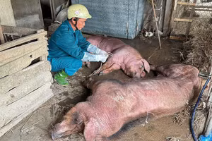 Lực lượng chức năng xã Đại Đồng (Nghệ An) lấy mẫu để tiêu hủy lợn bệnh.
