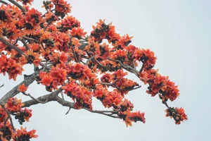 Hoa gạo ở xã Nhân Hòa, Nghệ An bung nở.