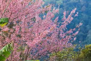 Hoa anh đào ở xã Mường Típ, Nghệ An. (Ảnh: Rạng Đông)