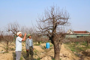 Vườn đào cổ thụ của ông Lê Văn Hoàn. (Ảnh: Phạm Tâm)