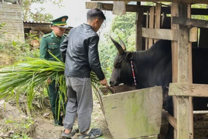 Cán bộ Biên phòng hướng dẫn bổ sung thức ăn, chống rét cho trâu bò. (Ảnh: Phạm Tâm)