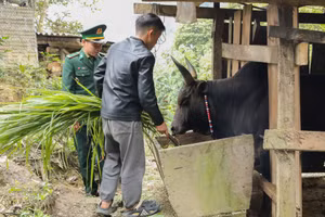 Cán bộ Biên phòng hướng dẫn bổ sung thức ăn, chống rét cho trâu bò. (Ảnh: Phạm Tâm)