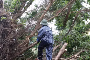 Lực lượng chức năng dọn dẹp cây xanh bị ngã đổ. (Ảnh: Phạm Tâm)