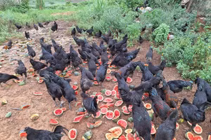 Đàn gà H'mông ở xã Quỳnh Thắng, Nghệ An.