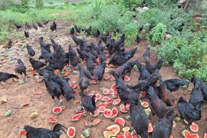 Đàn gà H'mông ở xã Quỳnh Thắng, Nghệ An.