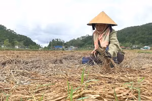 Nông dân ở Nghệ An mót những bông lúa còn sót lại ngoài đồng. (Ảnh: Phạm Tâm)