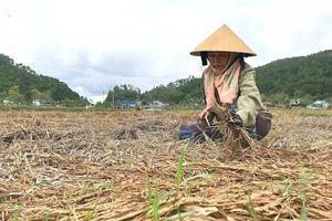Nông dân ở Nghệ An mót những bông lúa còn sót lại ngoài đồng. (Ảnh: Phạm Tâm)