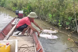 Cá chết nổi trên sông Lam, đoạn qua xã Tam Thái (Nghệ An).