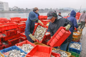Thương lái thu mua cá vừa cập bến tại cảng Nghi Thủy (TP Vinh, Nghệ An). Ảnh: Phạm Tâm