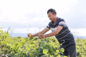 Mô hình trồng sắn dây ở xã Đại Huệ, Nghệ An. (Ảnh: Phạm Tâm)