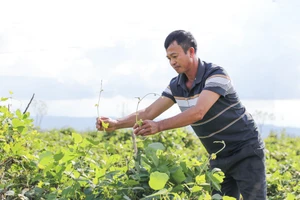 Mô hình trồng sắn dây ở xã Đại Huệ, Nghệ An. (Ảnh: Phạm Tâm)