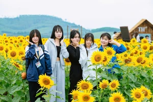 Các bạn trẻ tạo dáng bên đồi hoa hướng dương. (Ảnh: Rạng Đông)