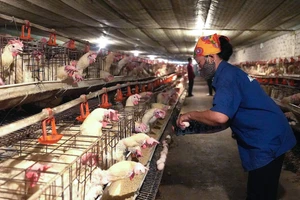 Trang trại gà của ông Trần Xuân Sơn. (Ảnh: Phạm Tâm)