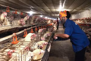 Trang trại gà của ông Trần Xuân Sơn. (Ảnh: Phạm Tâm)