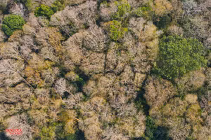 Rừng săng lẻ ở huyện Tương Dương, Nghệ An. (Ảnh: Phạm Tâm).