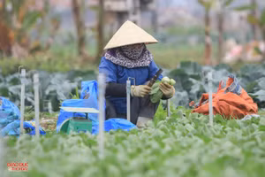 Người dân Xã Minh Lương thu hoạch rau. (Ảnh: Phạm Tâm)