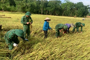 Bộ đội Biên phòng giúp người dân thu hoạch lúa. (Ảnh: Hải Thượng)