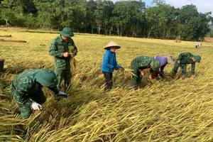 Bộ đội Biên phòng giúp người dân thu hoạch lúa. (Ảnh: Hải Thượng)