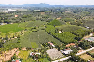 Những đồi chè ở xã Nhân Hòa, Nghệ An.