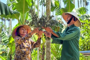 Vợ chồng ông Nguyễn Quang Vinh thu hoạch cau. (Ảnh: Phạm Tâm)