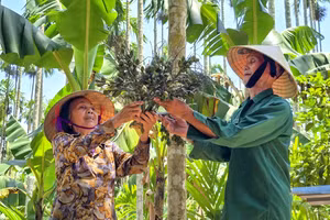 Vợ chồng ông Nguyễn Quang Vinh thu hoạch cau. (Ảnh: Phạm Tâm)