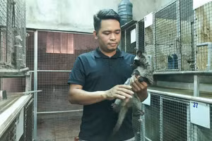 Mô hình nuôi chồn hương của anh Phạm Viết Phi. (Ảnh: Phạm Tâm)