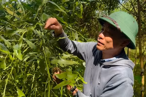 Sâu đo khiến nhiều diện tích keo bị ảnh hưởng. (Ảnh: Cẩm Tú)