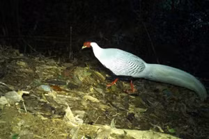 Gà lôi trắng tại Khu Bảo tồn thiên nhiên Pù Hoạt. (Ảnh: CSCC)